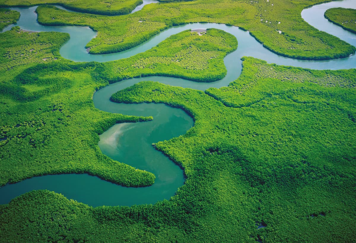 Image of the Amazon rainforest.