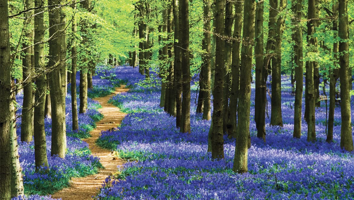Forest glade ecosystem